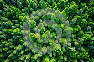 Aerial top view of green trees in forest. Green tree nature background for carbon neutrality and net zero emissions concept. Drone photo
