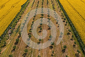 Aerial shot of hazelnut orchard and oilseed rape field in bloom from drone pov