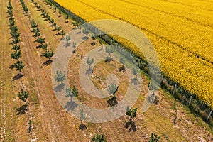 Aerial shot of hazelnut orchard and oilseed rape field in bloom from drone pov