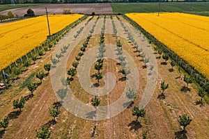 Aerial shot of hazelnut orchard and oilseed rape field in bloom from drone pov