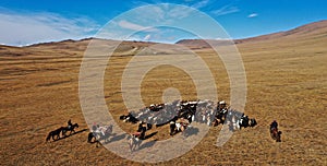 Aerial shot of a herd of cows in a field in Mongolia