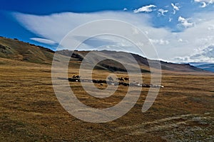 Aerial shot of a herd of cows in a field in Mongolia