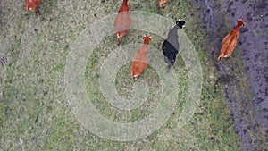 Aerial shot of a herd of cows moving in unison