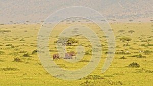 Aerial Shot of a Herd of Elephant, African Animal in Masai Mara in Africa, Kenya Hot Air Balloon Rid