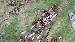 Aerial shot of a herd of goats on a pasture with a goat herder