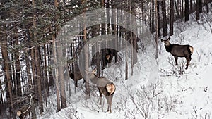 Aerial shot of a herd of wild marals in the forest on the mountainside in the Siberian nature Reserve Stolby Krasnoyarsk