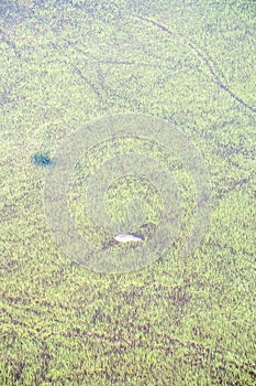 Aerial shot of an hippopotamus submerged in the Okavango Delta