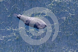 Aerial shot of an hippopotamus submerged in the Okavango Delta