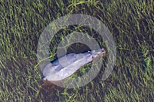 Aerial shot of an hippopotamus submerged in the Okavango Delta