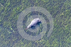 Aerial shot of an hippopotamus submerged in the Okavango Delta