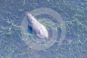 Aerial shot of an hippopotamus submerged in the Okavango Delta