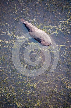 Aerial shot of an hippopotamus submerged in the Okavango Delta