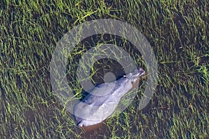 Aerial shot of an hippopotamus submerged in the Okavango Delta photo