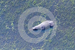 Aerial shot of an hippopotamus submerged in the Okavango Delta photo
