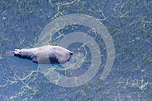 Aerial shot of an hippopotamus submerged in the Okavango Delta photo