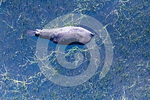 Aerial Shot of a hippotamus