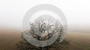 Aerial shot of lonely oak tree bare branches in field gloomy foggy morning. Dramatic depressive misty landscape