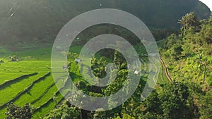 Aerial shot of the marvelous rice teraces in mountains during sunset