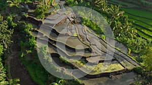 Aerial shot of the marvelous rice teraces in mountains during sunset