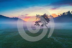 Aerial shot of Misty morning with lonely tree in the field