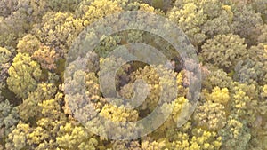 Aerial shot of motorcyclist riding through route in yellow autumnal forest. Motorbike driving at rural road at autumn