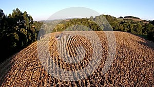 Aerial shot over harvesting corn field