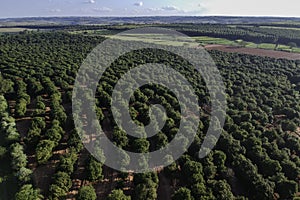 Aerial shot over a macadamia plantation in Brazil