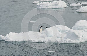 Aerial shot of penguins on an ice floe in the ocean