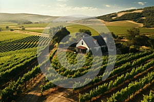 Aerial shot Picturesque Vineyard