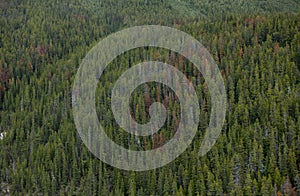 Aerial shot of pine tree forest in Banff Canada