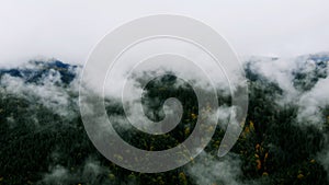 Aerial shot after Rainy Weather in Mountains. Misty Fog blowing over Pine tree Forest.