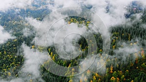 Aerial shot after Rainy Weather in Mountains. Misty Fog blowing over Pine tree Forest. Aerial footage of Spruce Forest