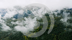 Aerial shot after Rainy Weather in Mountains. Misty Fog blowing over Pine tree Forest. Aerial footage of Spruce Forest