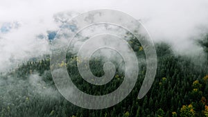 Aerial shot after Rainy Weather in Mountains. Misty Fog blowing over Pine tree Forest. Aerial footage of Spruce Forest