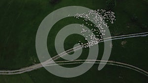 Aerial shot revolving around a flock of sheep grazing on a green meadow. Road junction