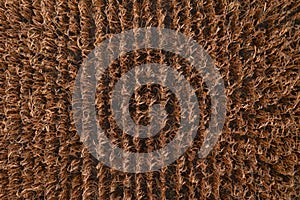 Aerial shot of ripe maize crops in corn field, top down drone photography