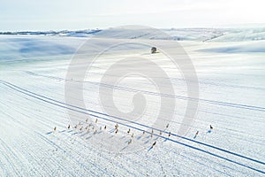 Aerial shot of roe deers running through a snow-covered field of South Moravia, Czech Repiblic