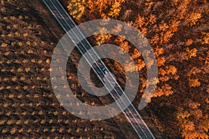 Aerial shot of single gray car on the road through deciduous forest in fall, top down drone pov