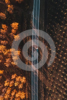 Aerial shot of single white car on the road through deciduous forest in fall, top down drone pov