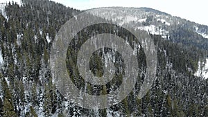 Aerial shot of snow covered spruce and pine forest. Beautiful mountains.