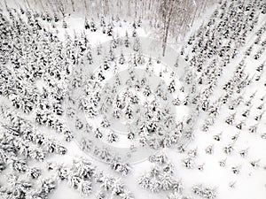 Aerial shot of snowy planted spruce saplings
