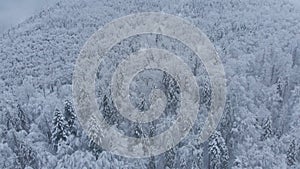 Aerial shot: spruce and pine winter forest completely covered by snow.