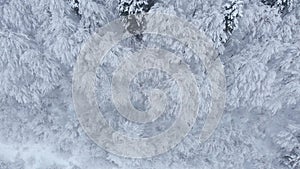 Aerial shot: spruce and pine winter forest completely covered by snow.