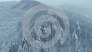 Aerial shot: spruce and pine winter forest completely covered by snow.