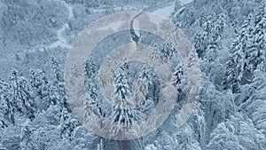 Aerial shot: spruce and pine winter forest completely covered by snow.