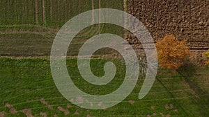 Aerial shot of trees in hedgerow, vibrant autumn foliage