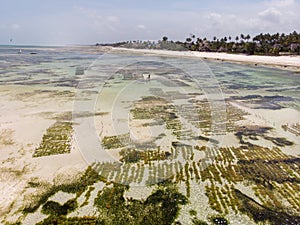 Aerial shot of Underwater seagrass Sea weed plantation. Jambiani, Zanzibar, Tanzania. photo