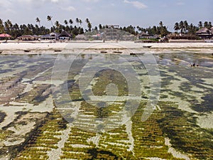 Aerial shot of Underwater seagrass Sea weed plantation. Jambiani, Zanzibar, Tanzania. photo