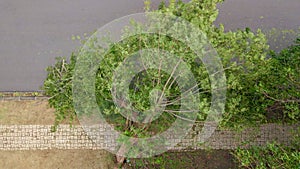 Aerial shot of an uprooted tree in a residential area after a tropical storm. Climate change concept