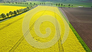 Aerial shot of a yellow blooming rape field in agricultural landscape